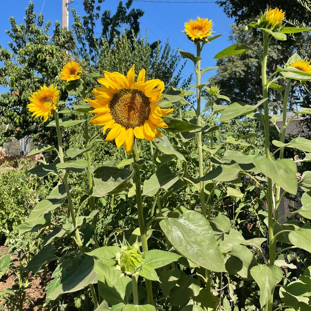 🌻🌞✨